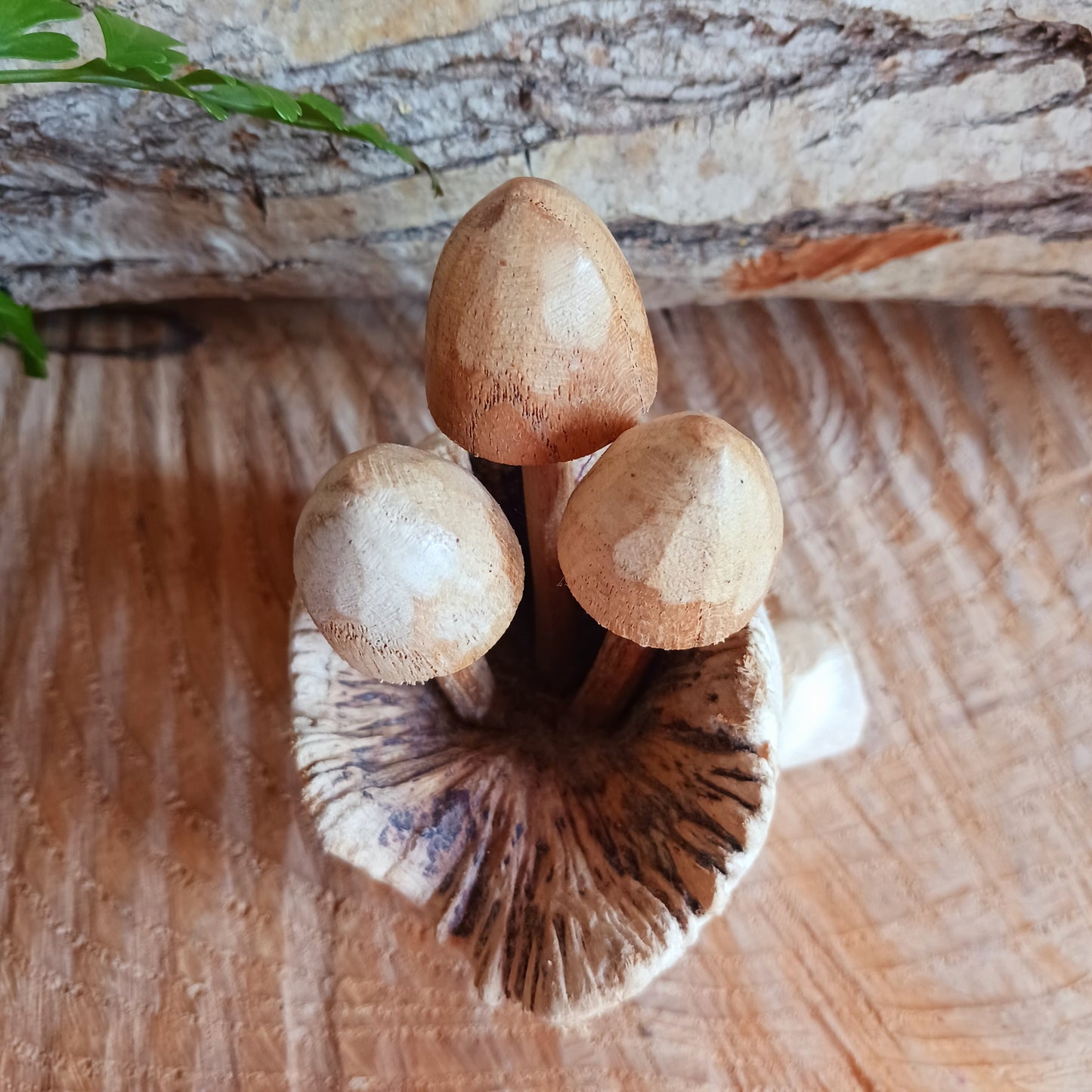 These collections of little hand carved wooden mushrooms have been carefully carved in white wood to fit perfectly into this fascinating wood rose formation. The unique mushroom-like structures sometimes called "wood roses" are the result of a parasitic mistletoe plant that grows on trees in Bali, commonly the chinaberry tree.