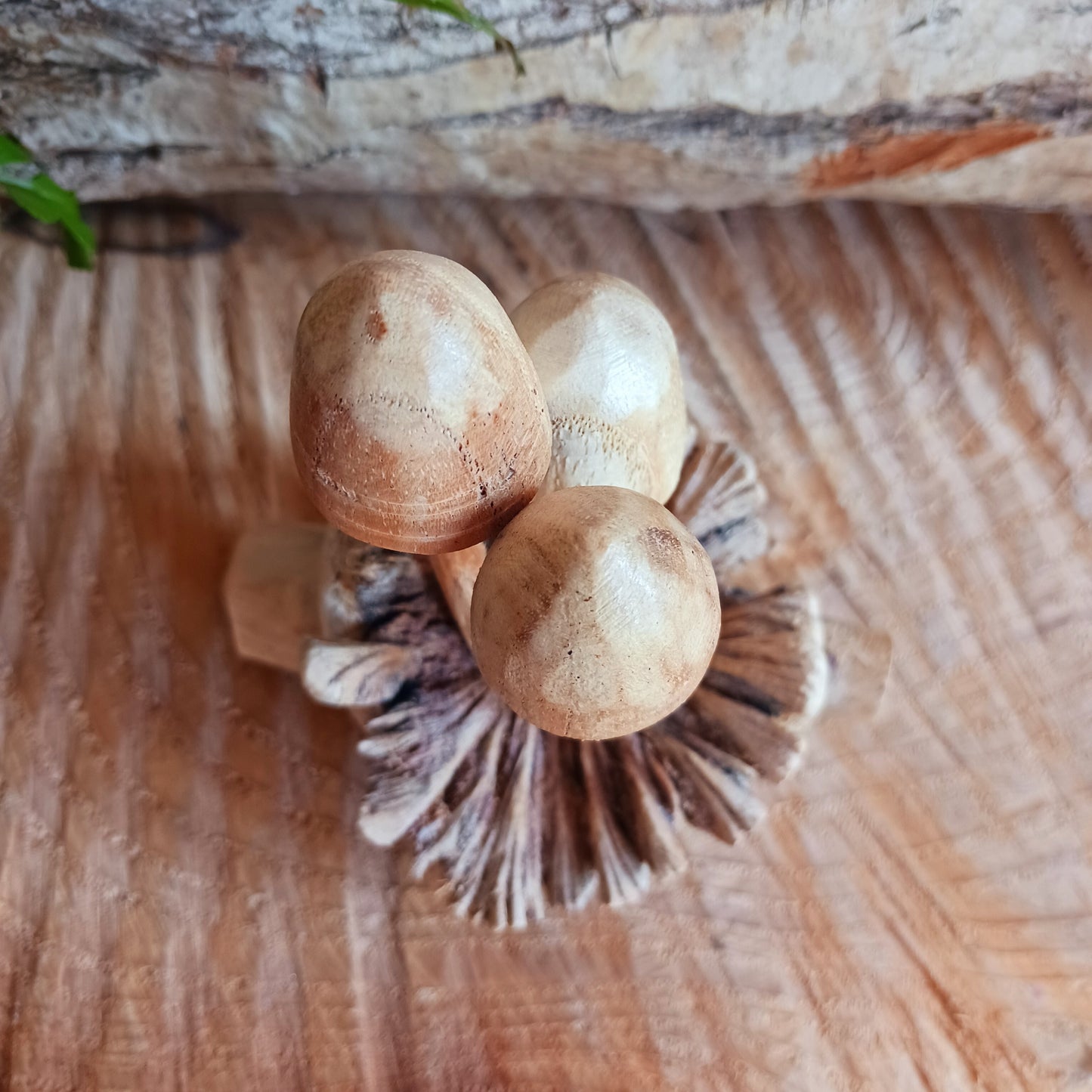 These collections of little hand carved wooden mushrooms have been carefully carved in white wood to fit perfectly into this fascinating wood rose formation. The unique mushroom-like structures sometimes called "wood roses" are the result of a parasitic mistletoe plant that grows on trees in Bali, commonly the chinaberry tree.