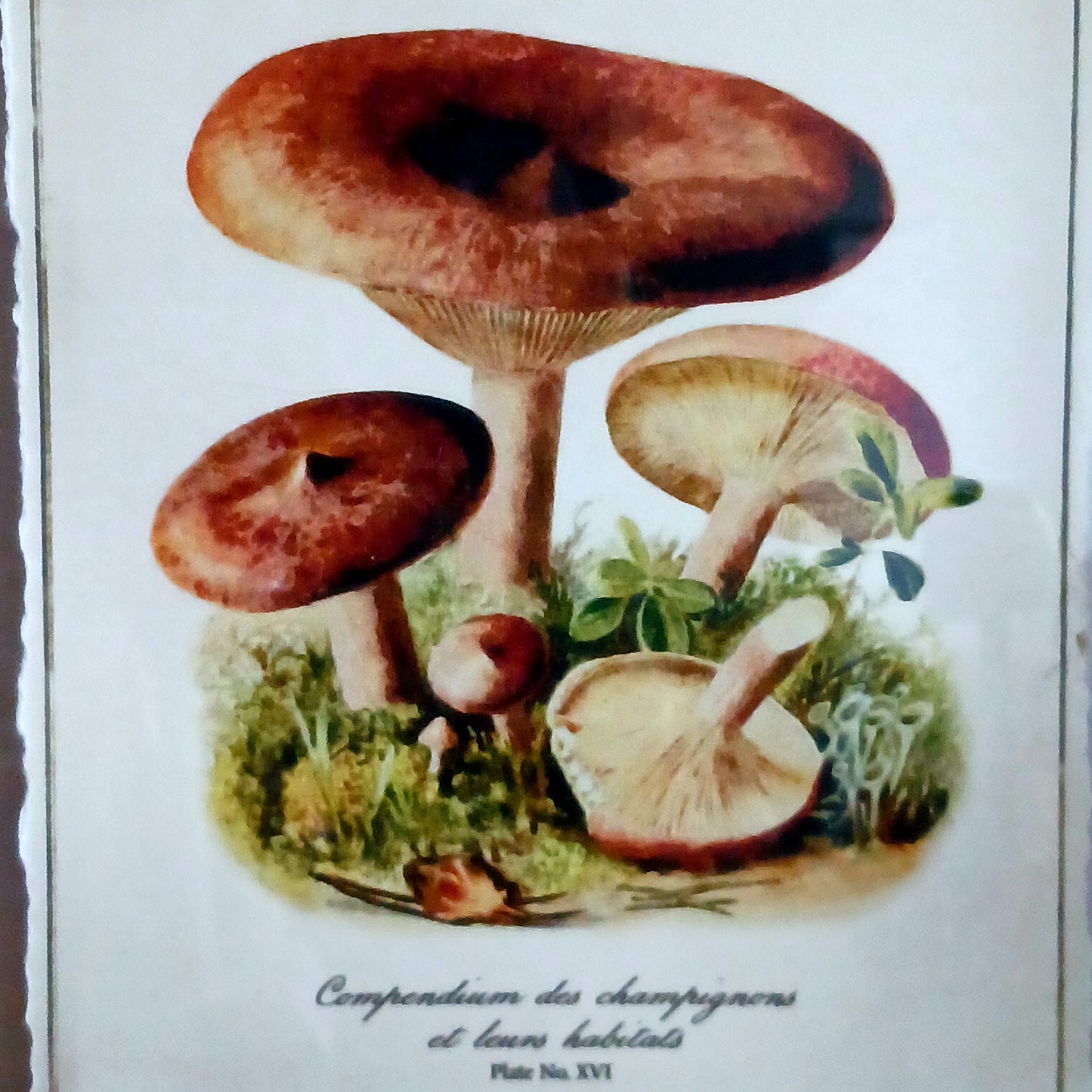 Candy cap or curry milkcap is the English-language common name for two closely related edible species of Lactarius; Lactarius camphoratus, and Lactarius rubidus. These mushrooms are valued for their highly aromatic qualities and are used culinarily as a flavoring rather than as a constituent of a full meal.