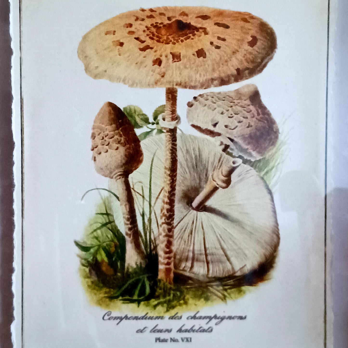 The Shaggy Parasol - Chlorophyllum rhacodes - is a large, stocky mushroom with a convex cap when mature. The cap’s surface has raised brown scales, giving it a shaggy look, further enhanced by the shaggy edge to the rim. The shaggy parasol’s habit of growing in rings, known as fairy rings, has long been part of European folklore. Some believe the rings symbolised a place where fairies, pixies or elves danced in the woods.