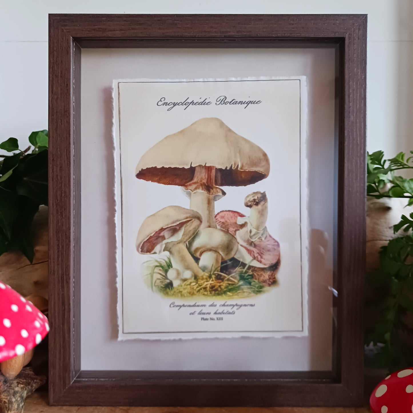 The Field Mushroom - Agaricus campestris - is the most commonly eaten wild mushroom in Britain and Ireland. Meadows grazed by sheep, cattle or horses sometimes produce vast quantities of these fungi of summer and early autumn.