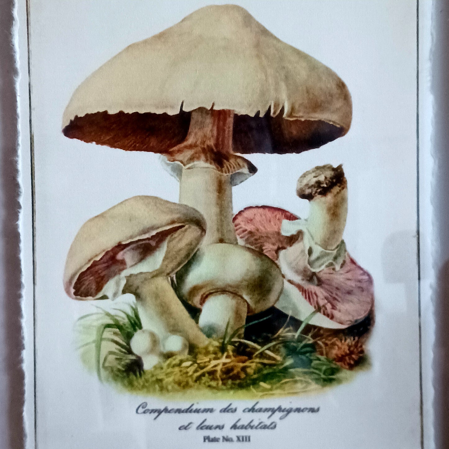 The Field Mushroom - Agaricus campestris - is the most commonly eaten wild mushroom in Britain and Ireland. Meadows grazed by sheep, cattle or horses sometimes produce vast quantities of these fungi of summer and early autumn.