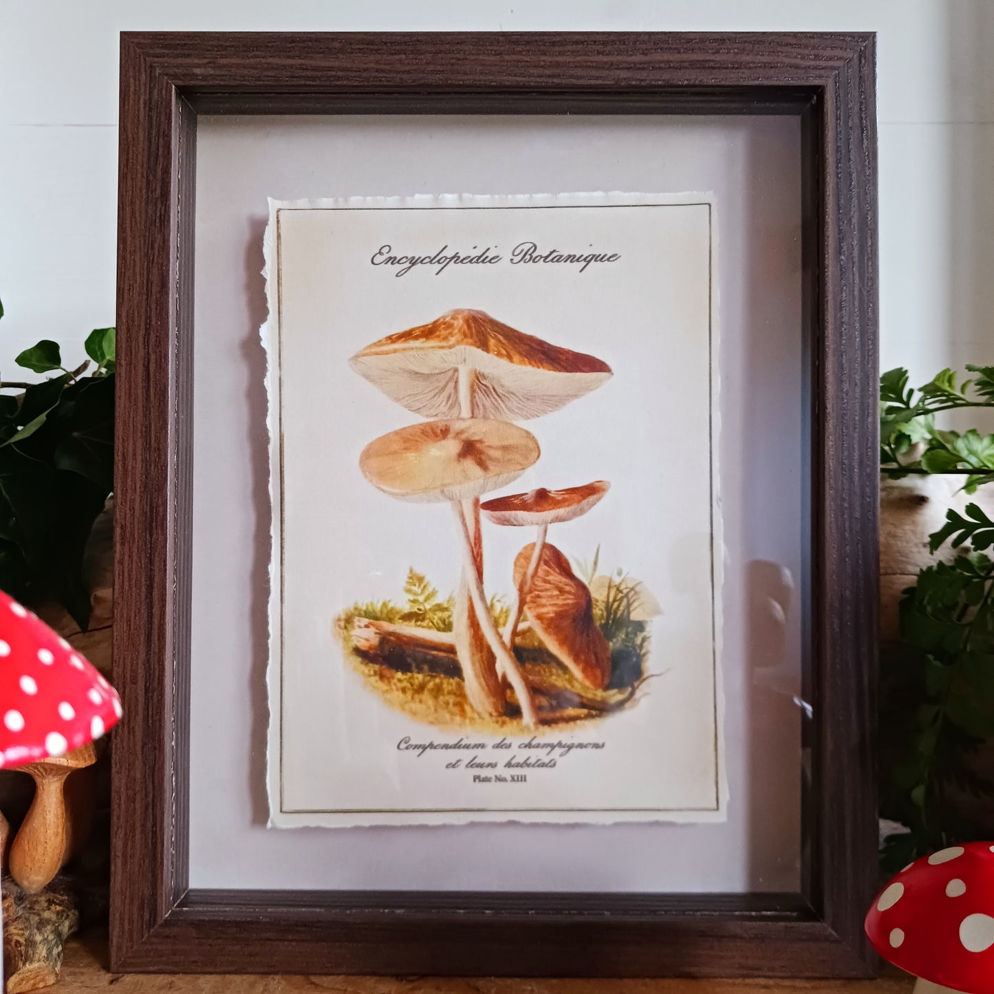 The Fragrant Funnel - Clitocybe fragrans - is a poisonous mushroom. It has a "fragrant" odour of aniseed and can be confused with the aniseed toadstool. The cap and stem are white. It is found either singly or more often in small groups in deciduous and mixed woodland, on leaf litter; sometimes on roadside verges beside hedges or in parkland and churchyards.