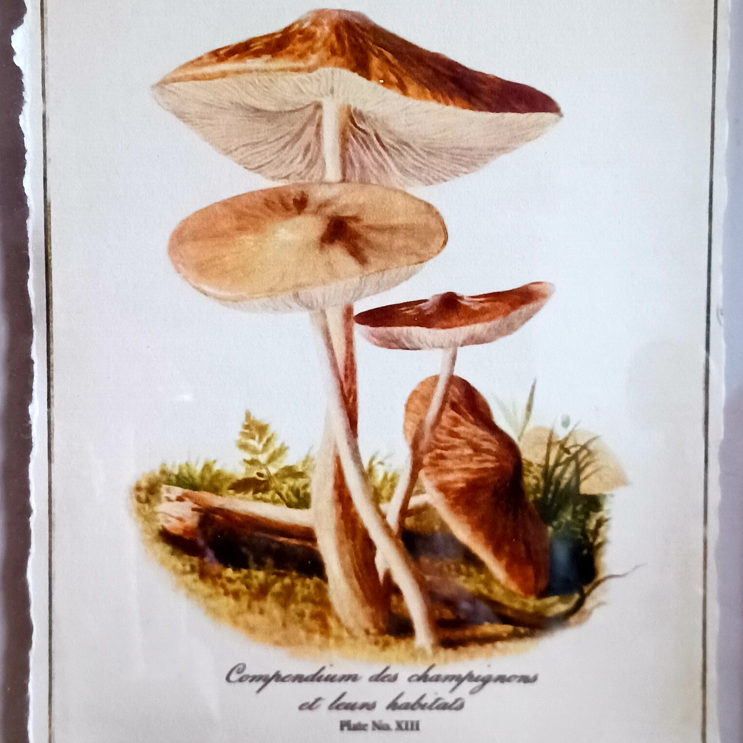 The Fragrant Funnel - Clitocybe fragrans - is a poisonous mushroom. It has a "fragrant" odour of aniseed and can be confused with the aniseed toadstool. The cap and stem are white. It is found either singly or more often in small groups in deciduous and mixed woodland, on leaf litter; sometimes on roadside verges beside hedges or in parkland and churchyards.