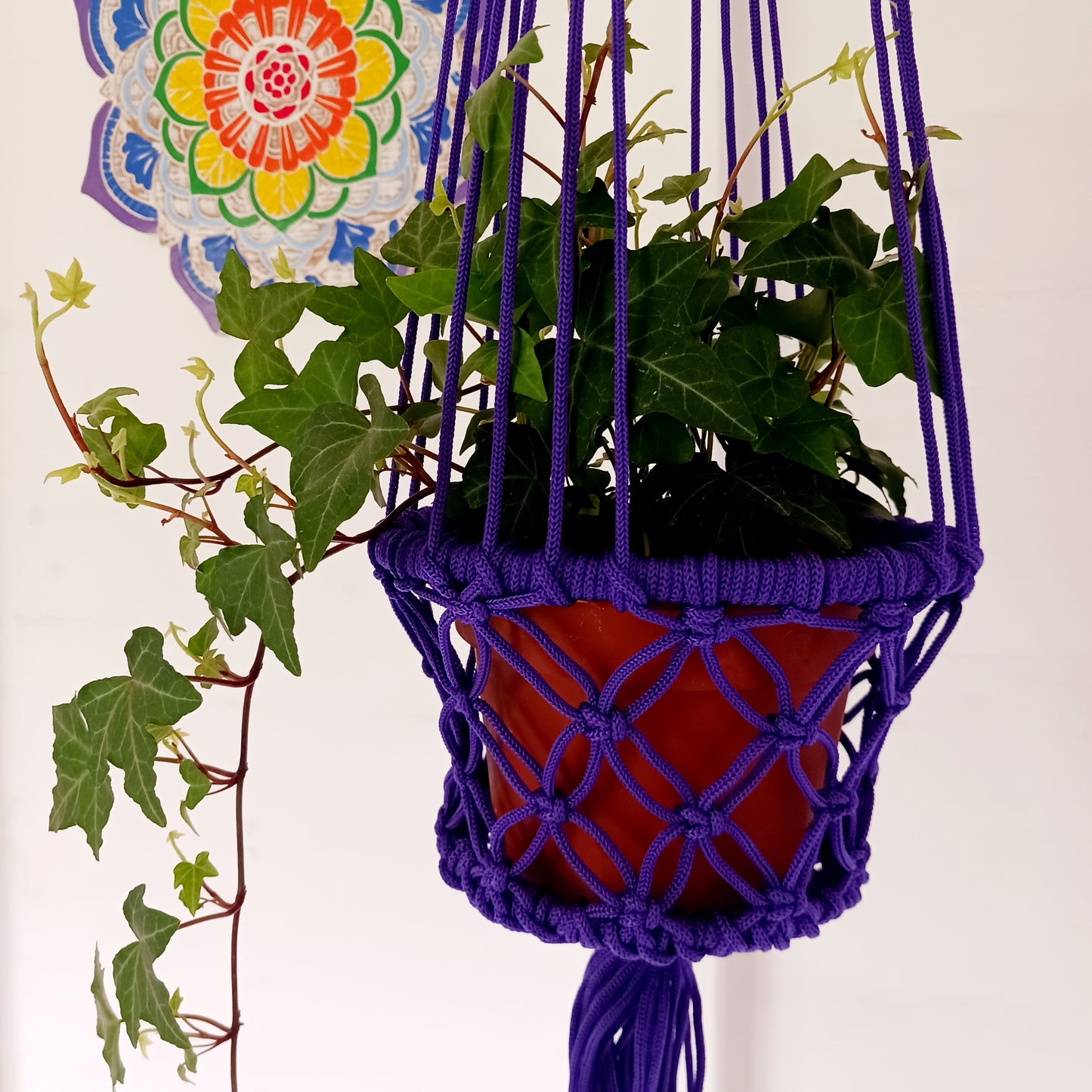 Macrame Plant Hangers | Various Colours
