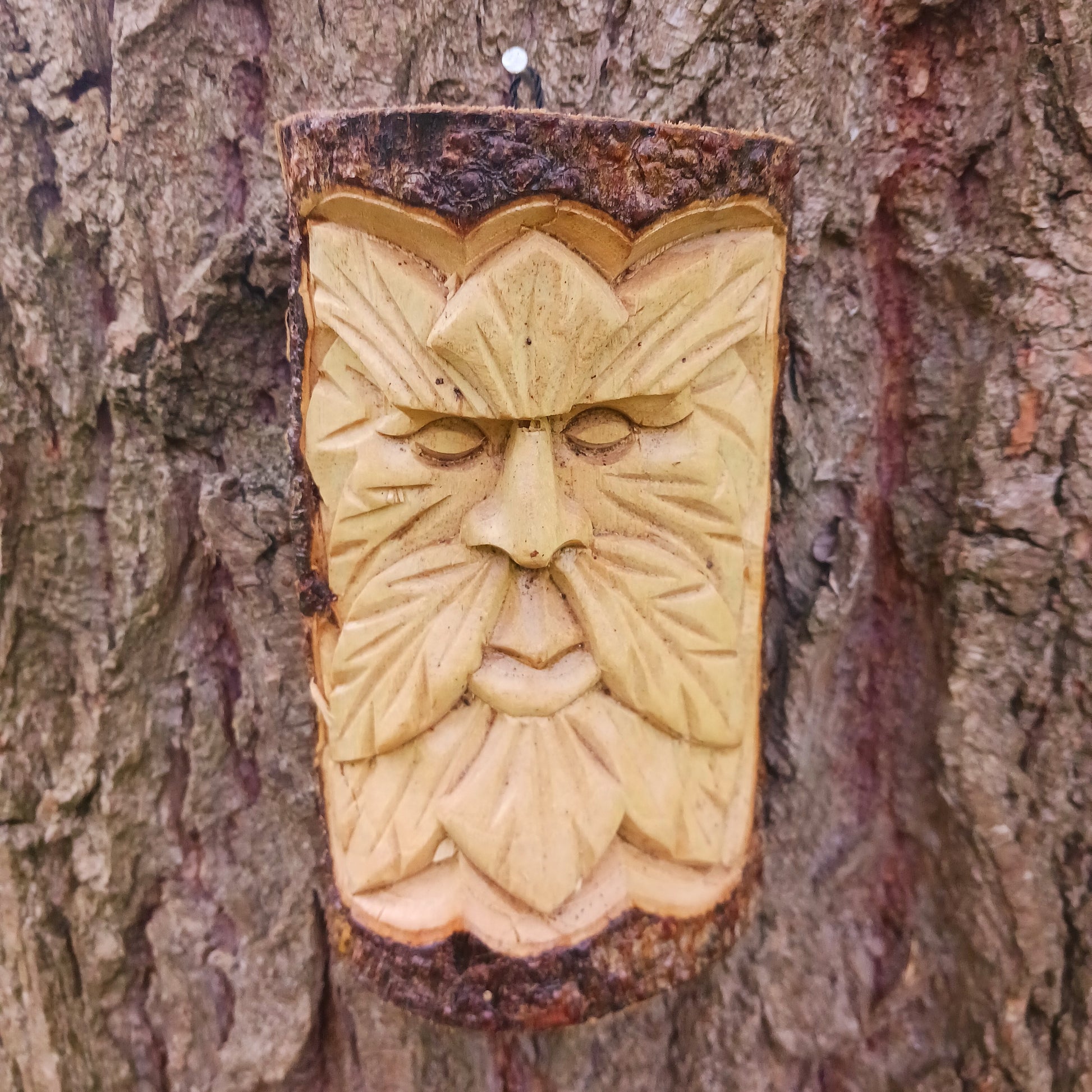 This wonderfully unique and beautifully designed tree stump log carving features the Tree Spirit 'Man of the Wood' face and is fashioned from the trunks of Chinaberry (Jempinis) and Hibiscus trunks off cuts.