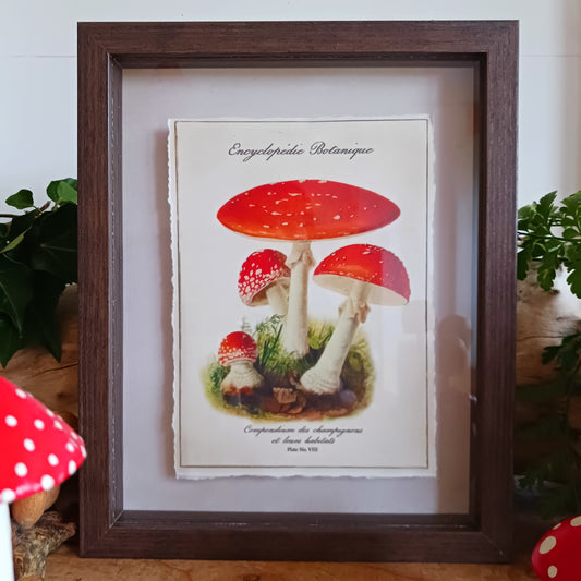 These shadowbox frames feature botanical forest mushroom prints. 
 These framed art pieces are perfect for whimsical cottage decor and cosy home libraries.