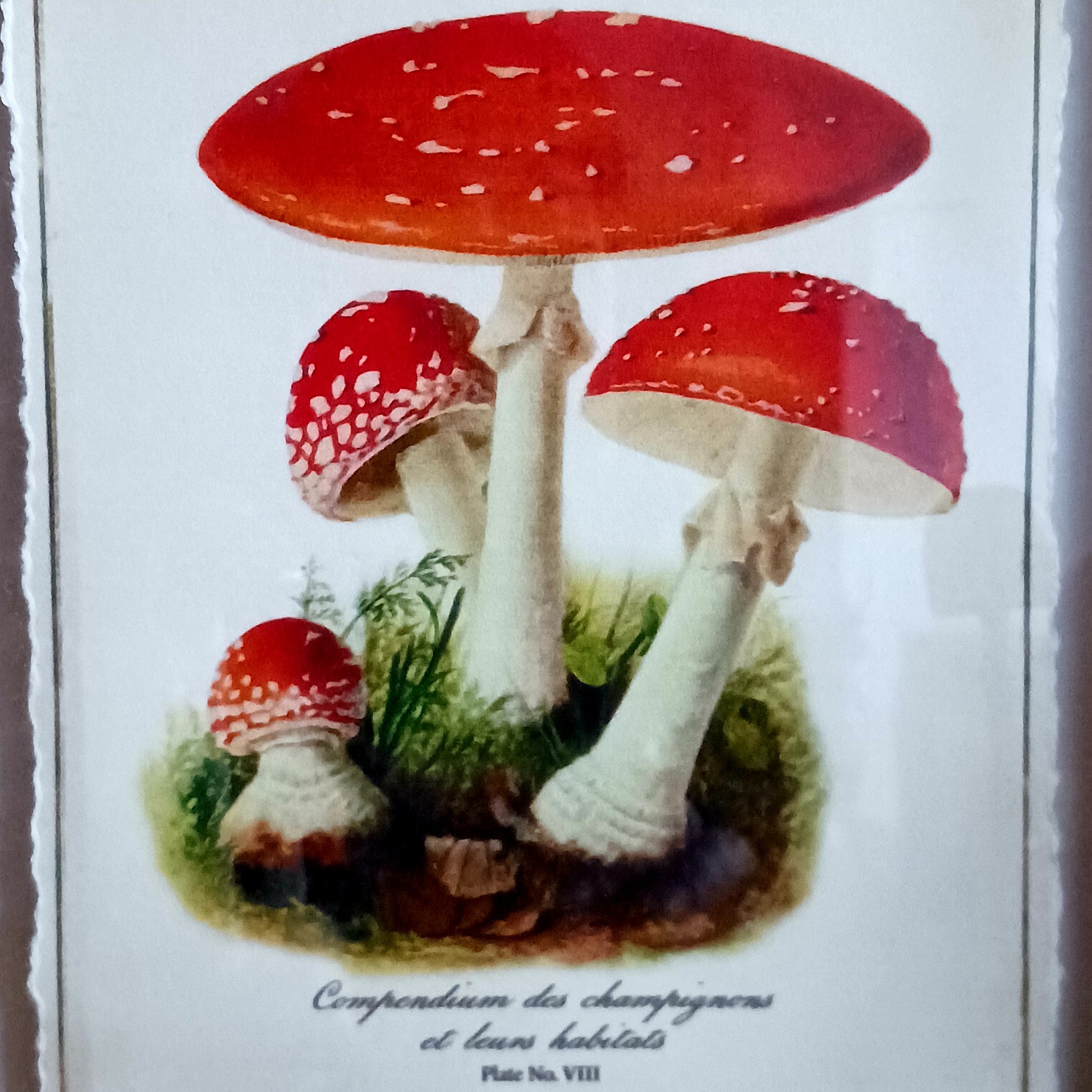 These shadowbox frames feature botanical forest mushroom prints. 
 These framed art pieces are perfect for whimsical cottage decor and cosy home libraries.