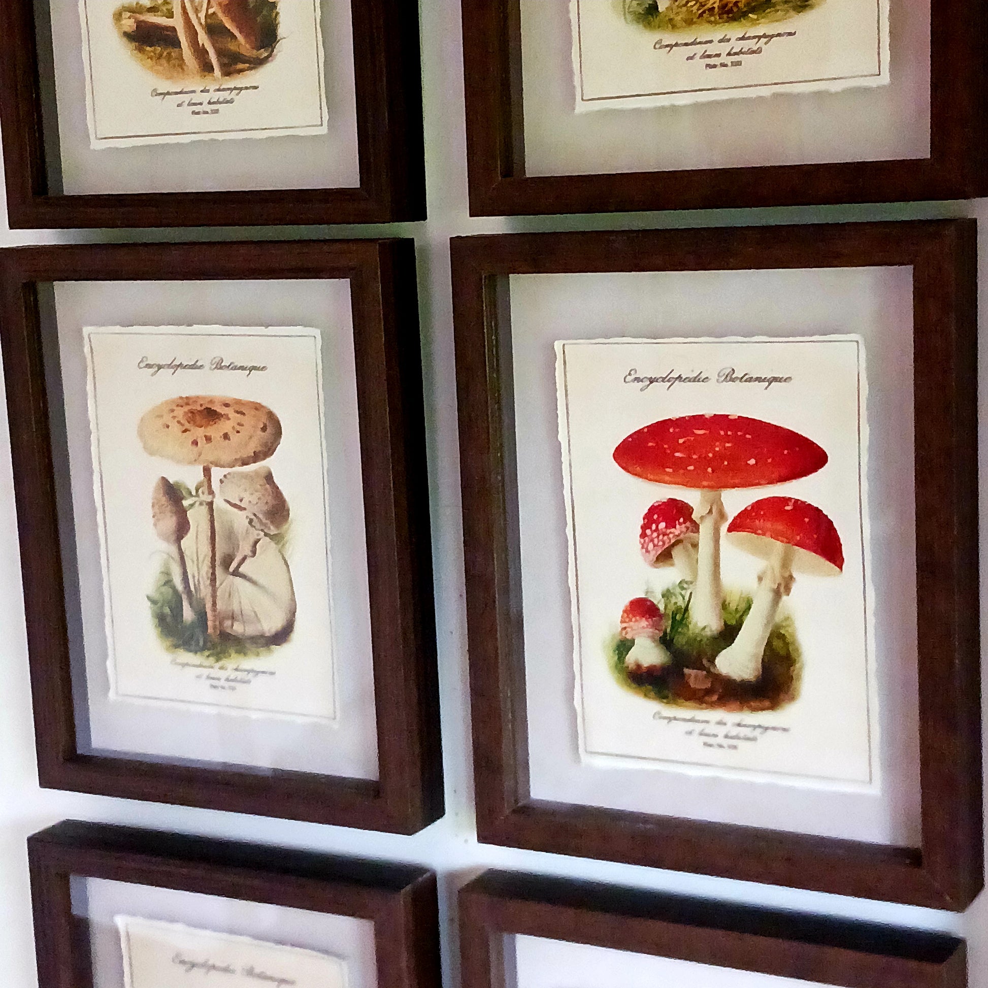 These shadowbox frames feature botanical forest mushroom prints. These framed art pieces are perfect for whimsical cottage decor and cosy home libraries.