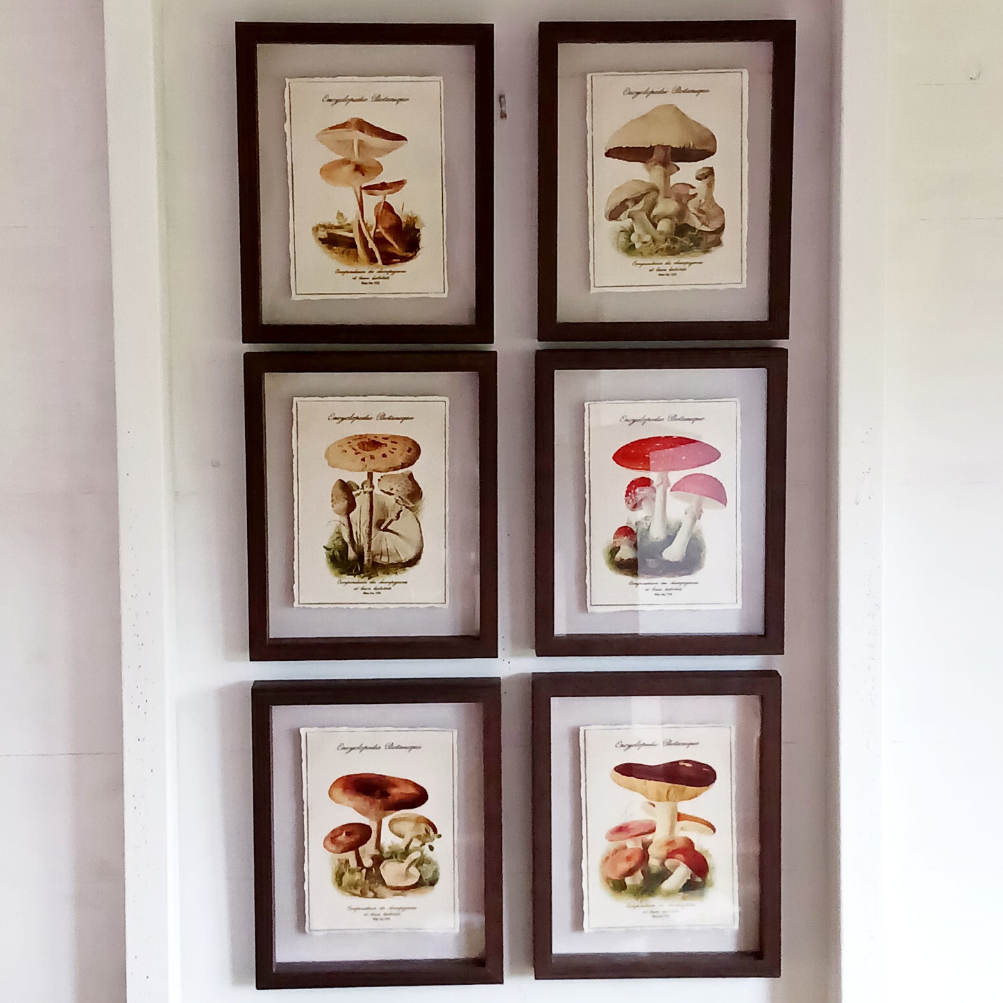 These shadowbox frames feature botanical forest mushroom prints. These framed art pieces are perfect for whimsical cottage decor and cosy home libraries.