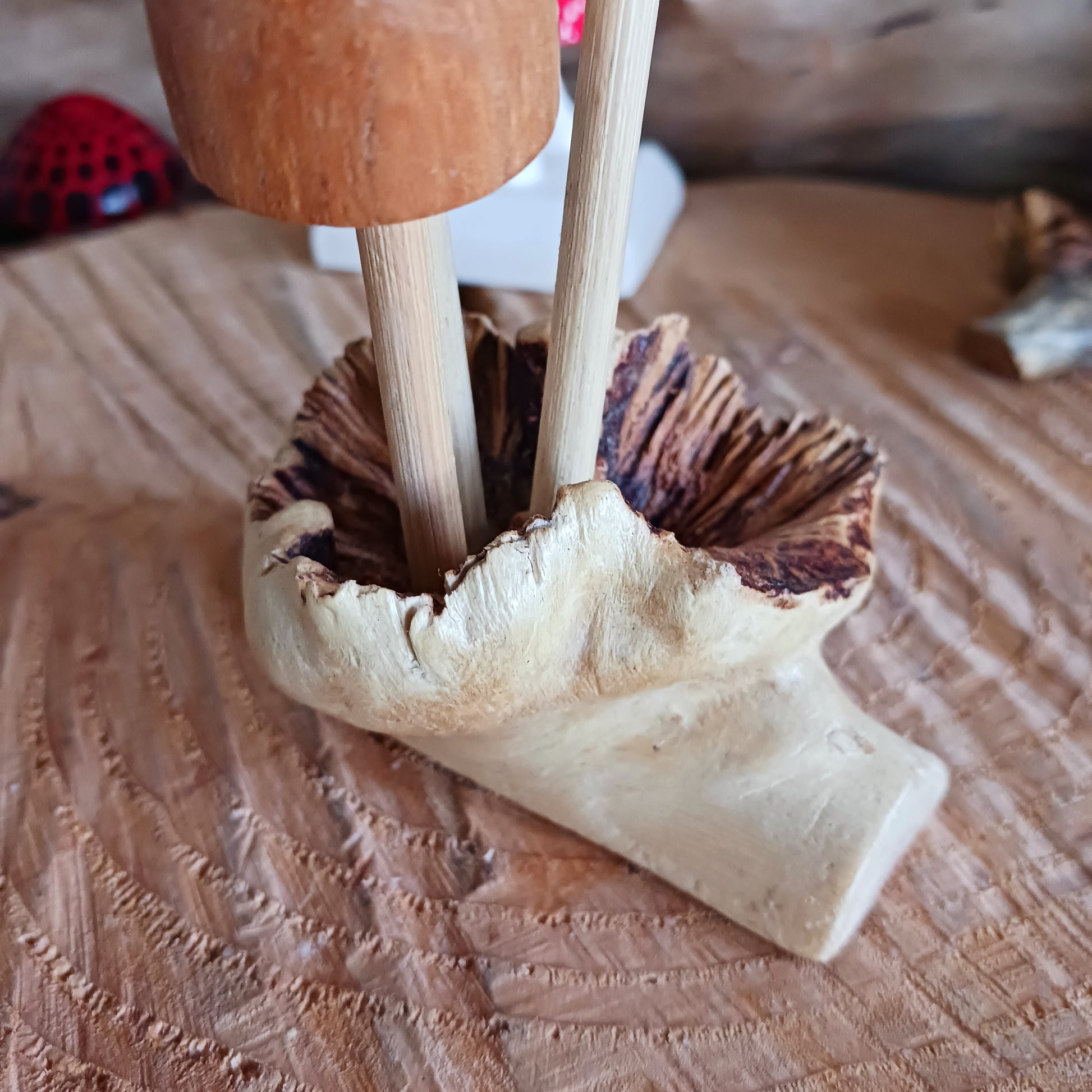 These little ovate capped mushrooms have been carefully carved in white wood to fit perfectly into this fascinating wood rose formation. The unique mushroom-like structures sometimes called "wood roses" are the result of a parasitic mistletoe plant that grows on trees in Bali, commonly the chinaberry tree. The parasite vine often destroys the branches or the whole tree if not removed. 