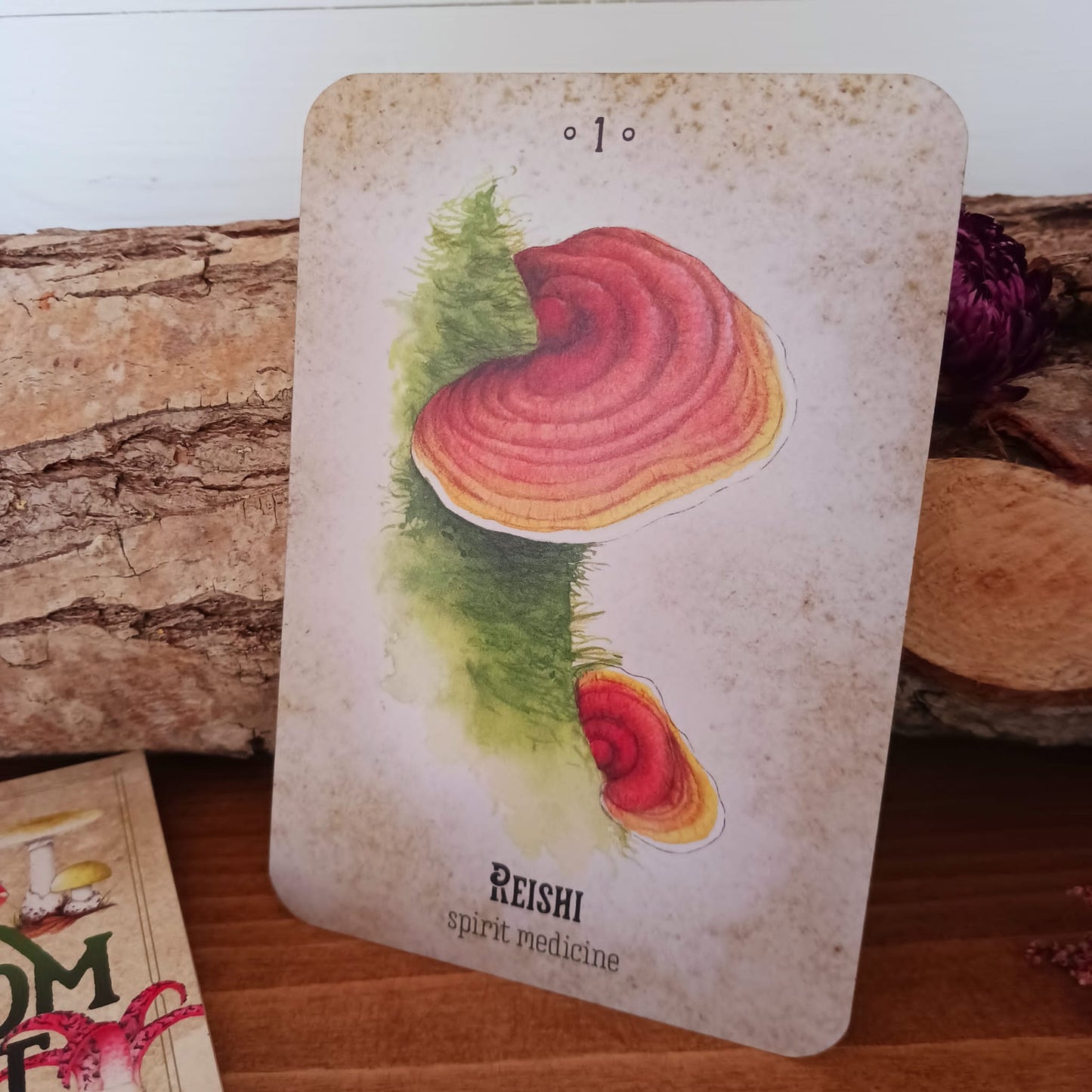 Mushroom Spirit Oracle | Guidebook & Cards - Mushroom  Gifts 