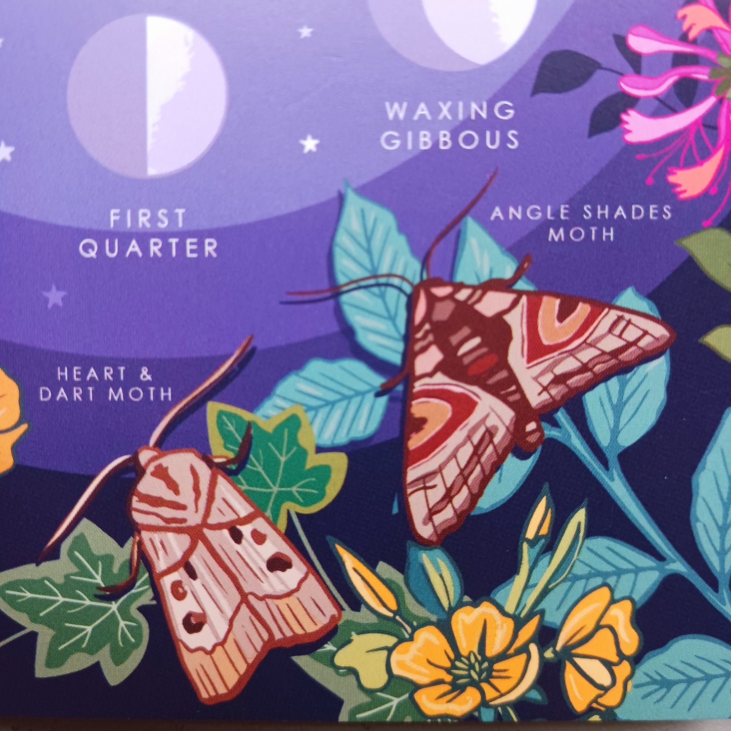 This beautifully illustrated card features the phases of the moon and an assortment of lunar moths on the front. The card is blank inside for you to write your own message.