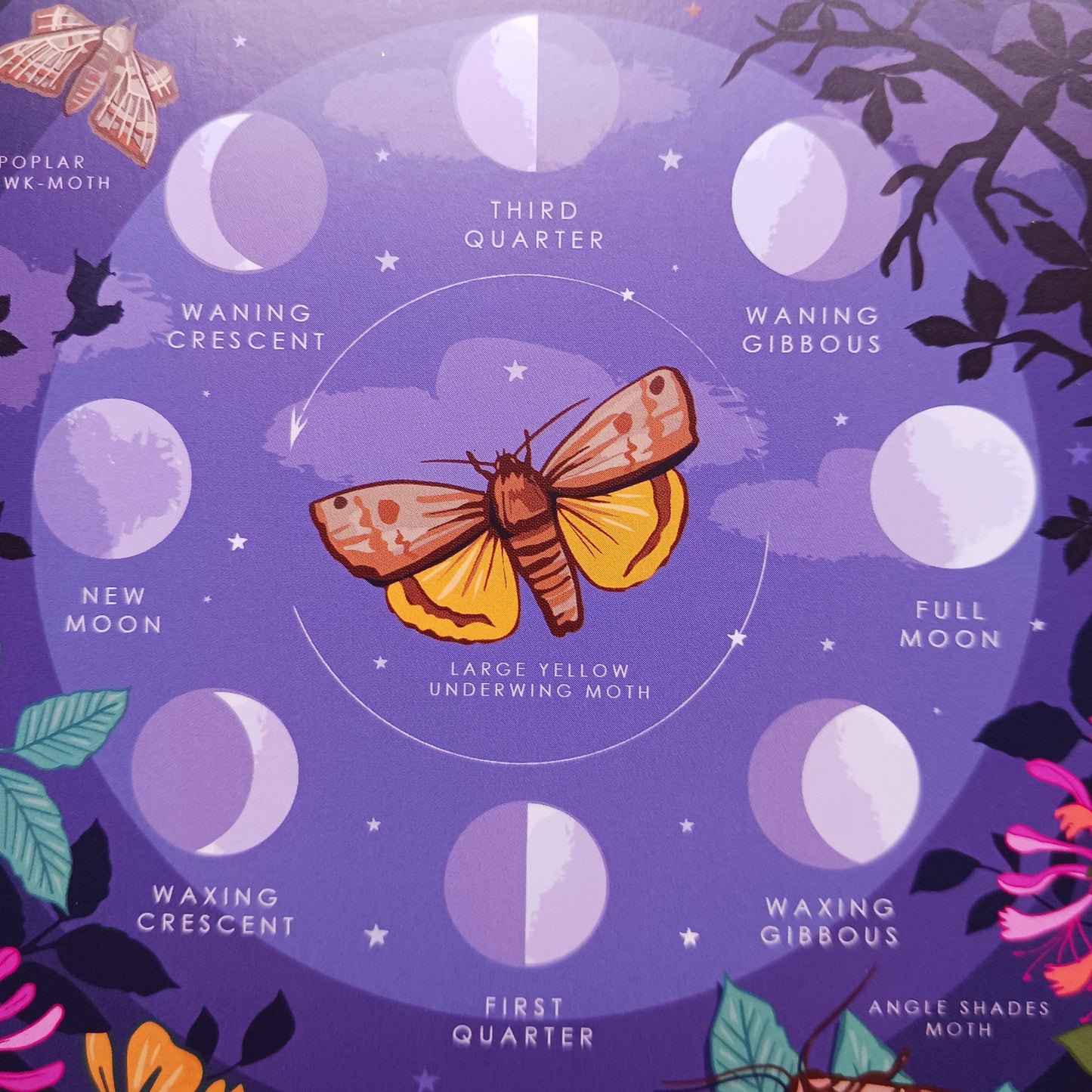 This beautifully illustrated card features the phases of the moon and an assortment of lunar moths on the front. The card is blank inside for you to write your own message.